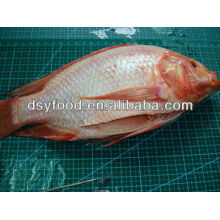 W/R Frozen Red Tilapia IQF WGS WGGS